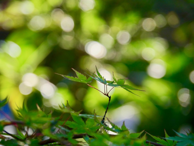 Japanese maple leaves