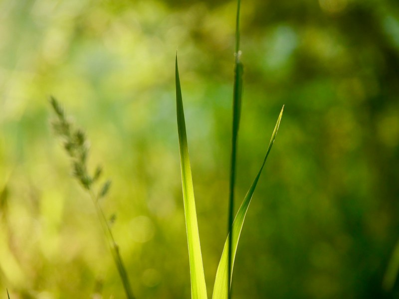 Long grasses