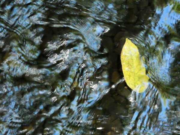 Yellow Leaf in Creek