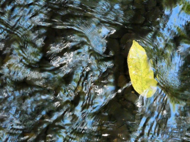 Yellow Leaf in Creek