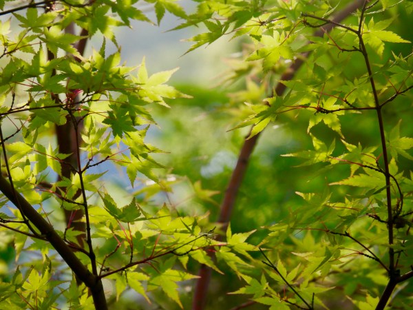 Japanese maple leaves