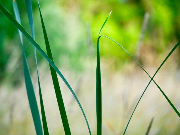 Cattails in marsh
