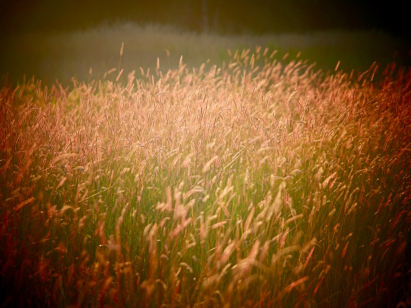 Shining golden grasses