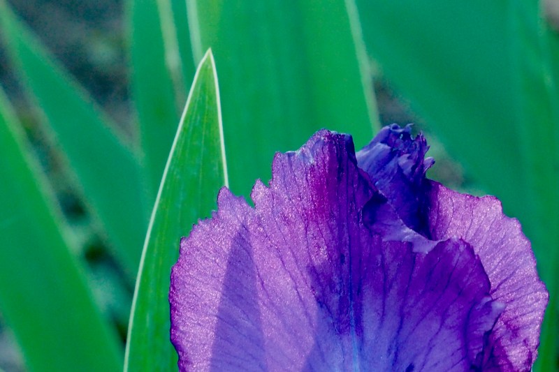 Purple iris bloom