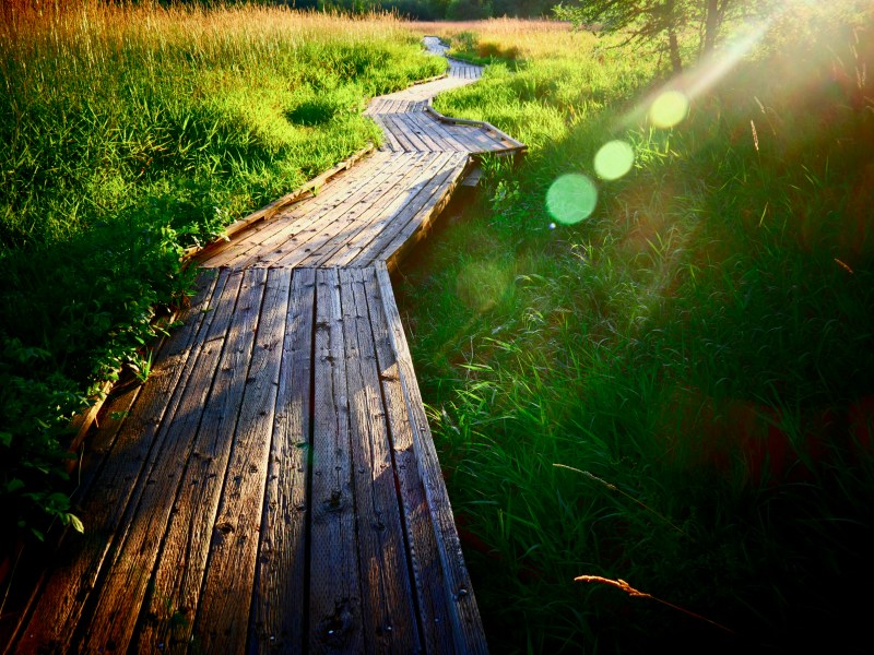 Boardwalk through green marsh grasses