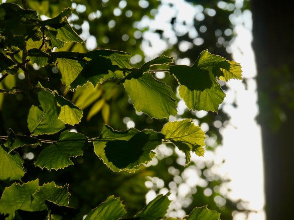 Backlit green hazel leaves