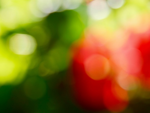 Red and green blur of flowers and leaves