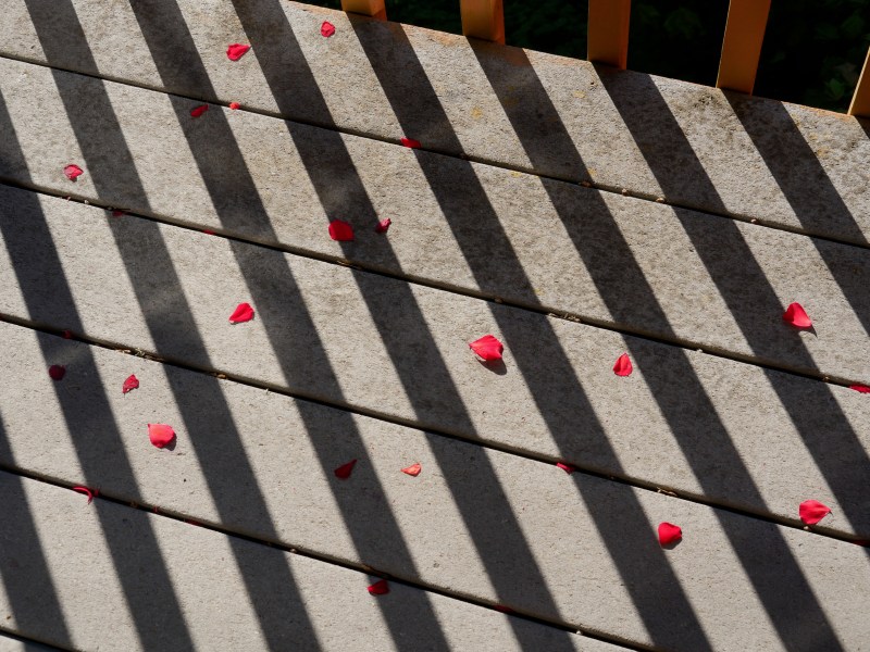 Red flower petals and diagonal shadows on deck