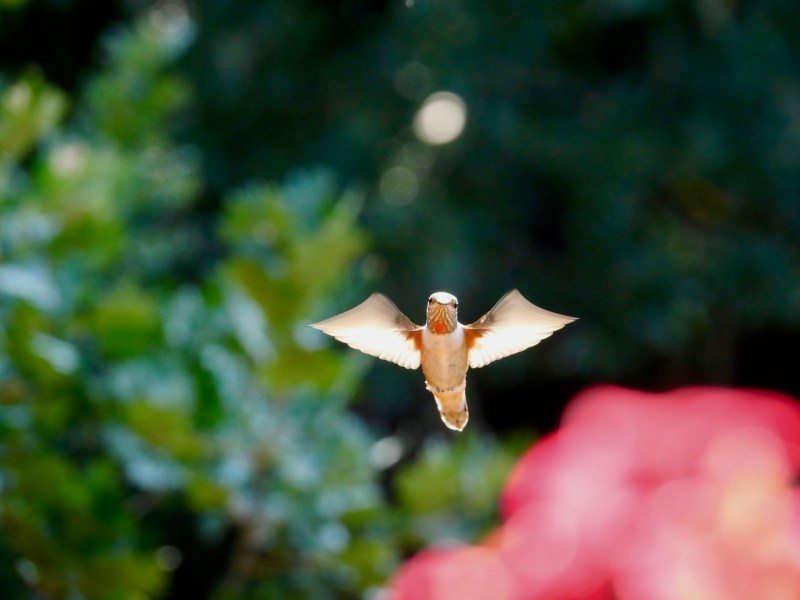 Hummingbird hovering