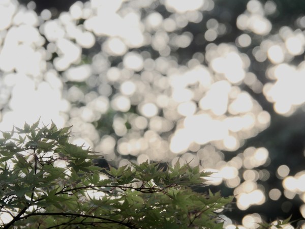 Maple leaves and bright out-of-focus circles in the sky