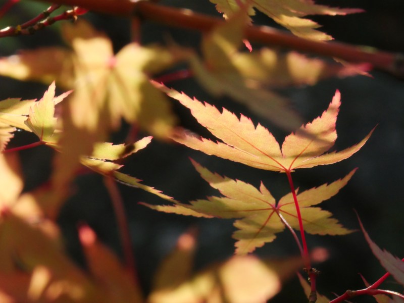 Golden maple leaves