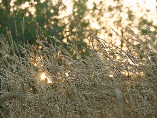 Setting sun viewed through long grasses
