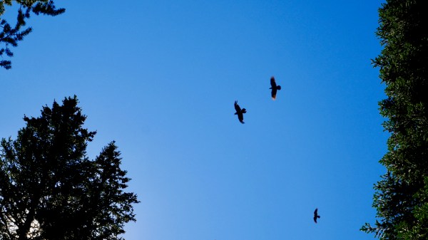 Three ravens flying in coniferous forest