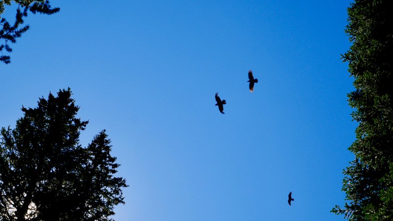 Three ravens flying in coniferous forest
