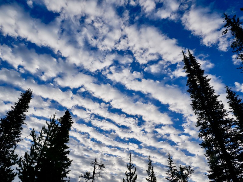 White diagonal clouds in blue sky with tall trees silhouetted