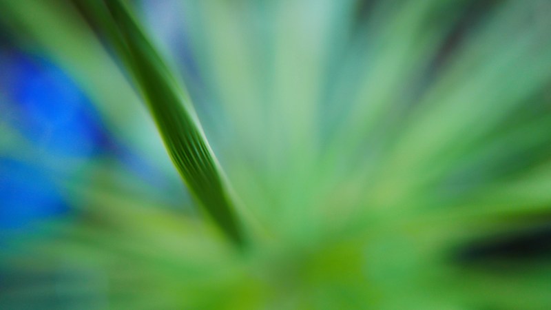 Blurred close-up of green plant