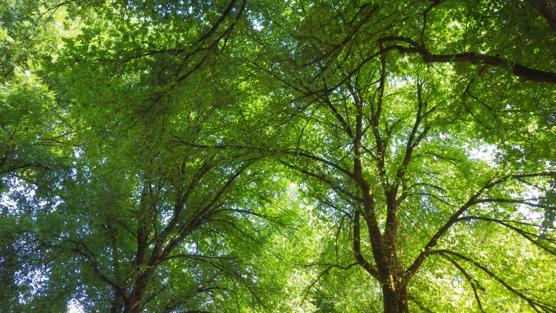 Looking up at treetops and green leaves