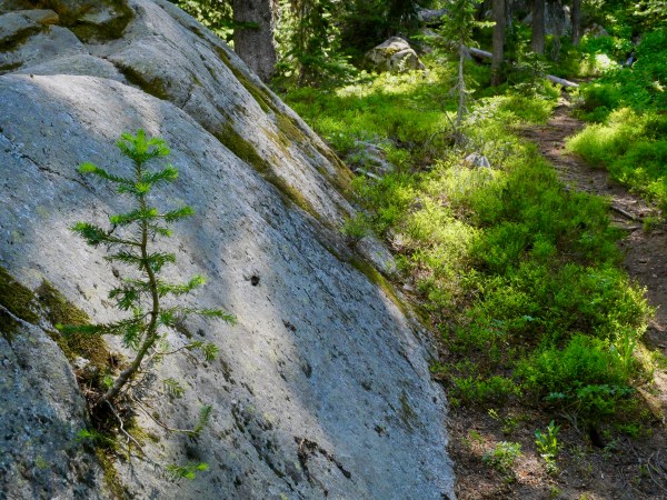 Tiny tree growing out of boulder