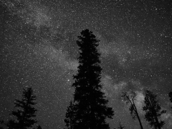 Night Sky with Milky Way and Silhouetted Trees