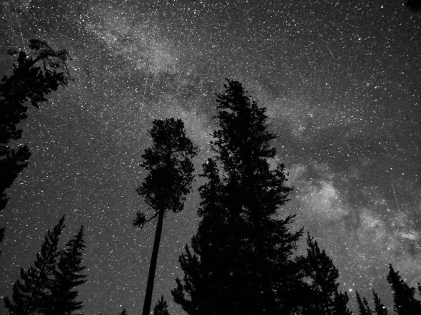 Silhouetted trees and night sky with thousands of stars