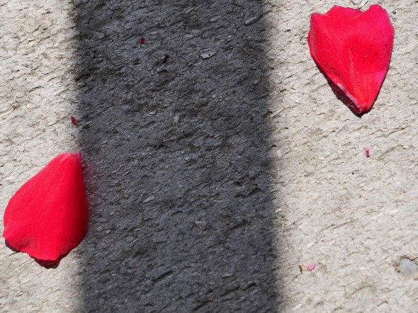 Geranium petals on ground