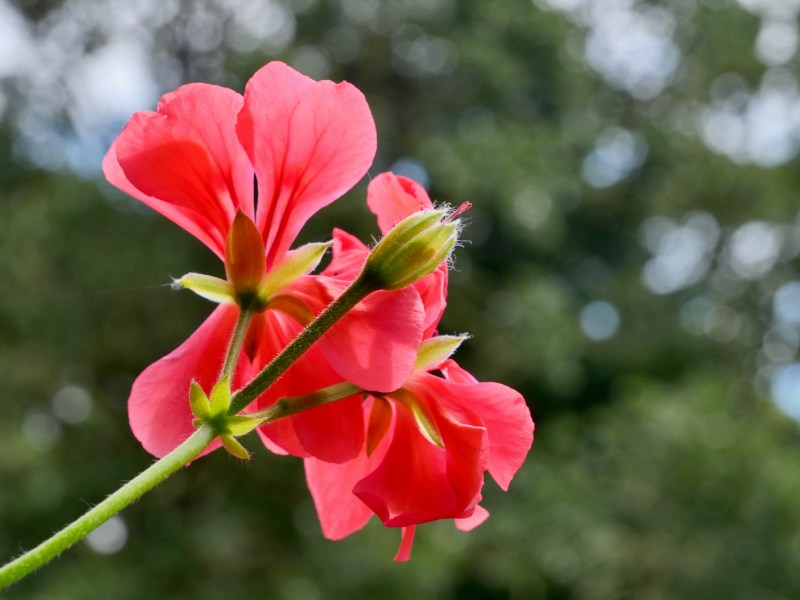 Pink-red geranium flowers