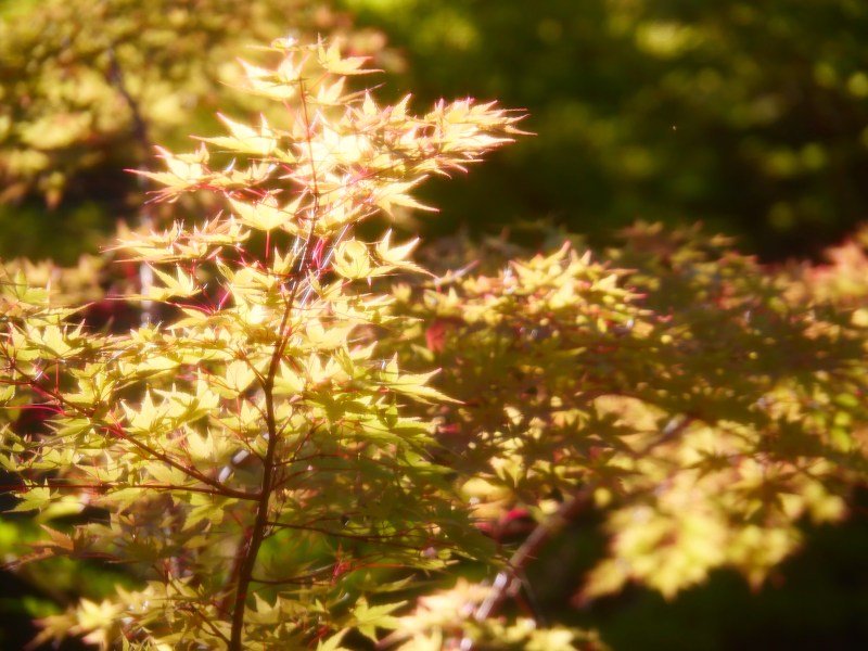 Golden Japanese maple leaves in bright sunlight