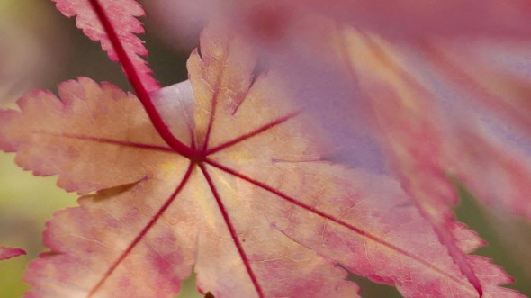 Pink-tinged yellow Japanese maple leaves