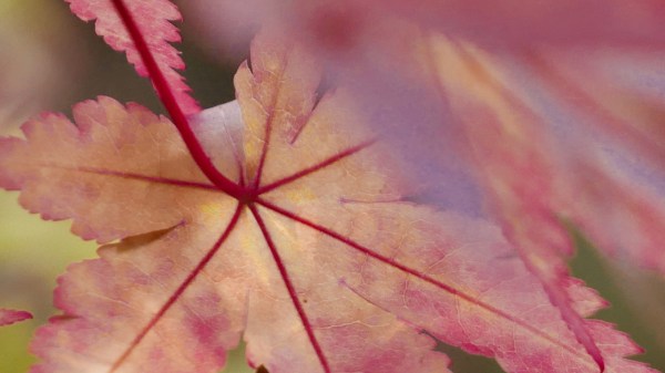 Pink-tinged yellow Japanese maple leaves