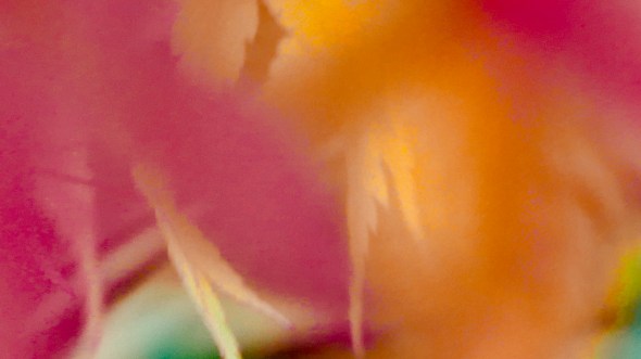 Blurry pink and gold maple leaves