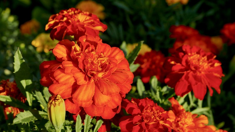 Orange marigold flowers