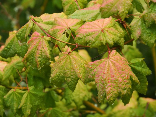 Raindrops on green and pink maple leaves