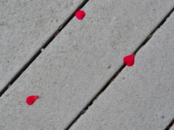 Geranium petals on decking