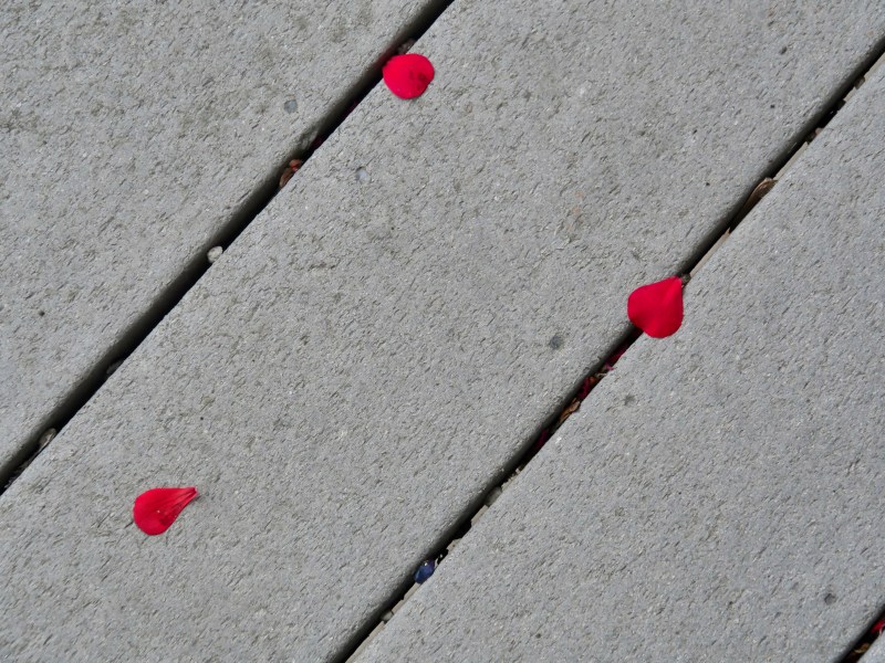 Geranium petals on decking