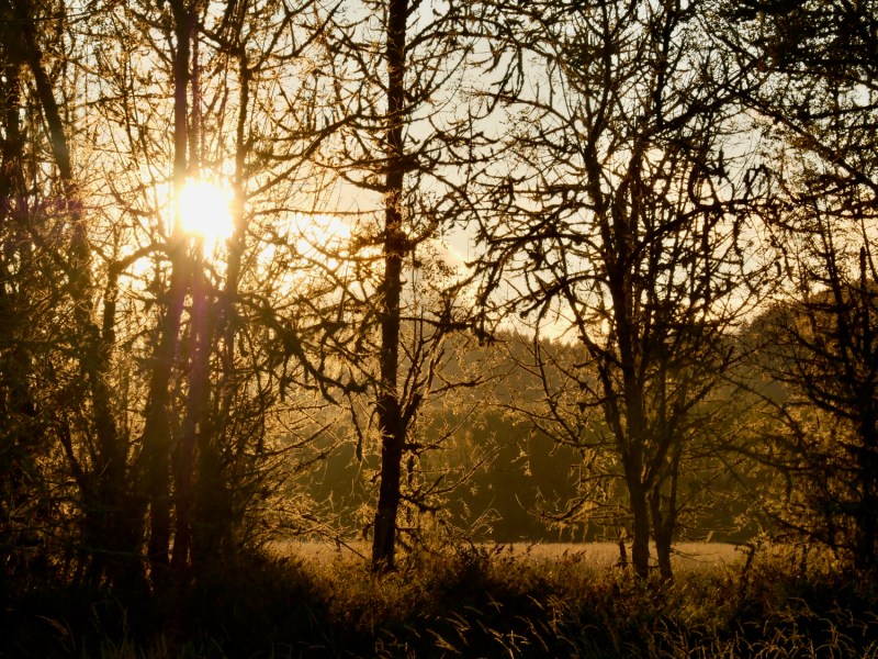 Golden sunlight shining through trees