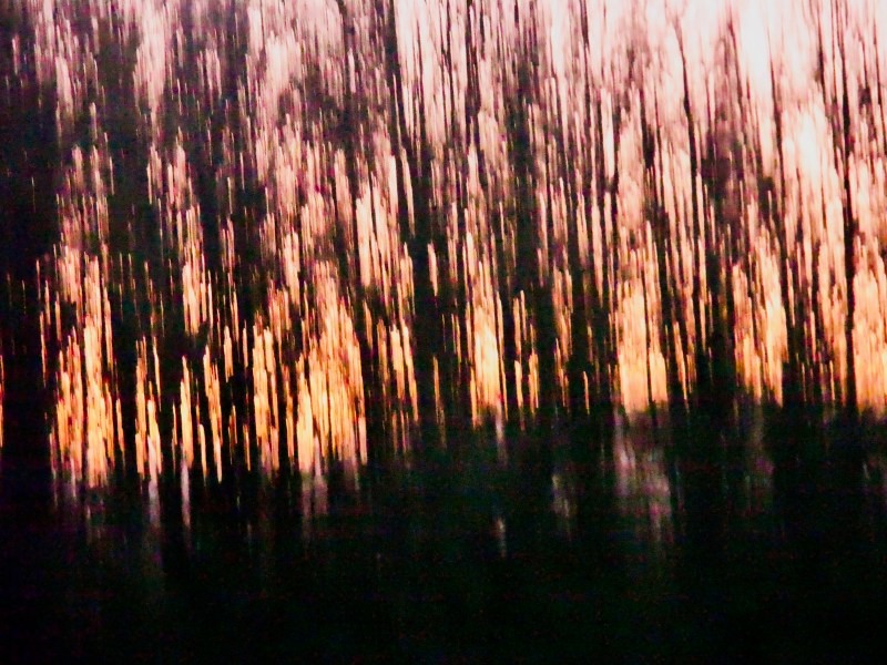 Wavy, abstract trees and sky