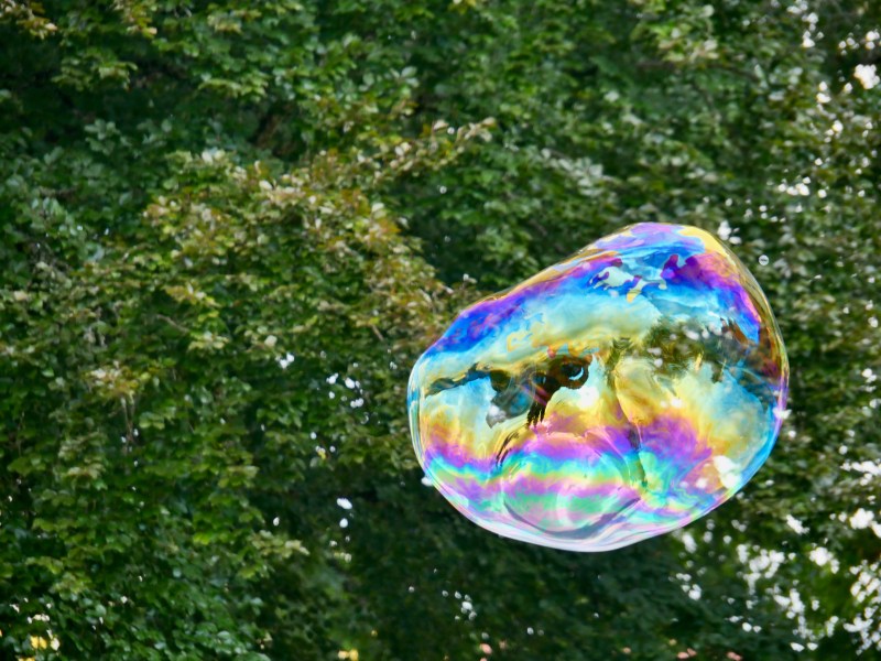 Colorful soap bubble floating in front of ttees