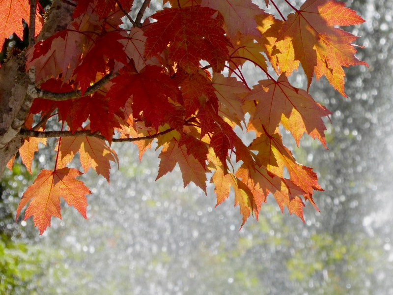 OranMaple leaves and sunlit spray of water in background
