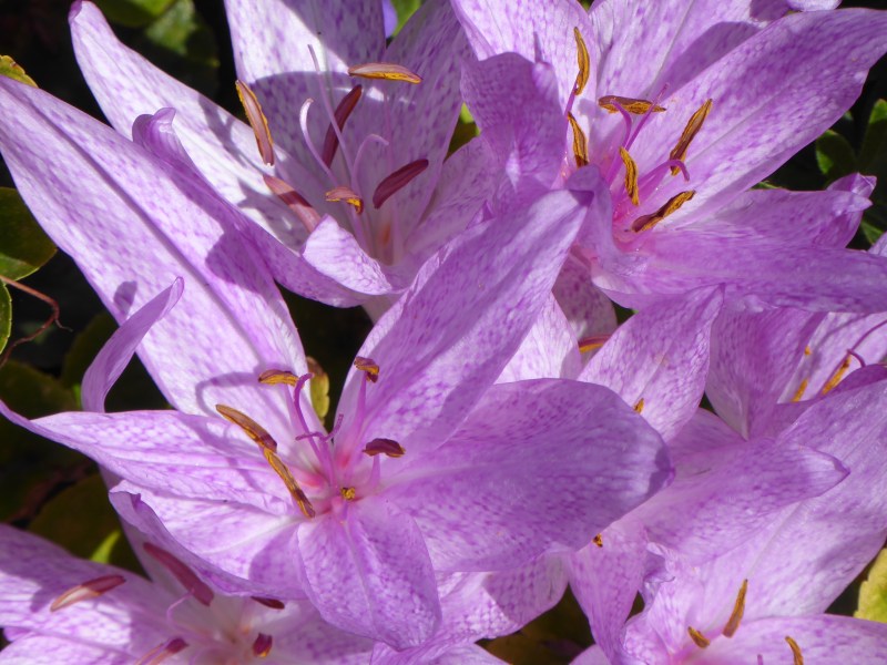 Pastel crocus flowers