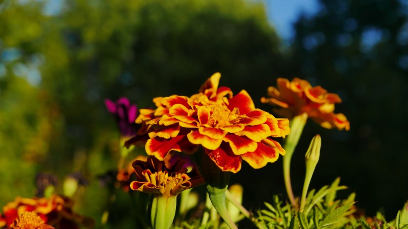 Marigold flowers