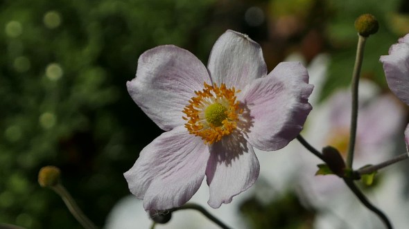 Pink and white flower
