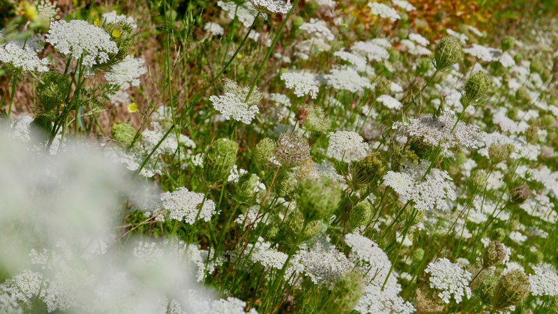 Many white flowers