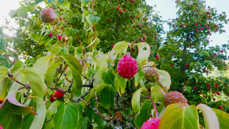 Kousa dogwood leaves and fruit