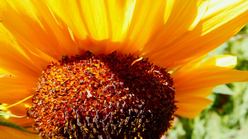 Sunflower close-up