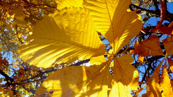 Yellow horse chestnut leaves and blue sky