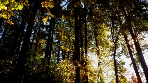 Autumn foliage in forest of large trees