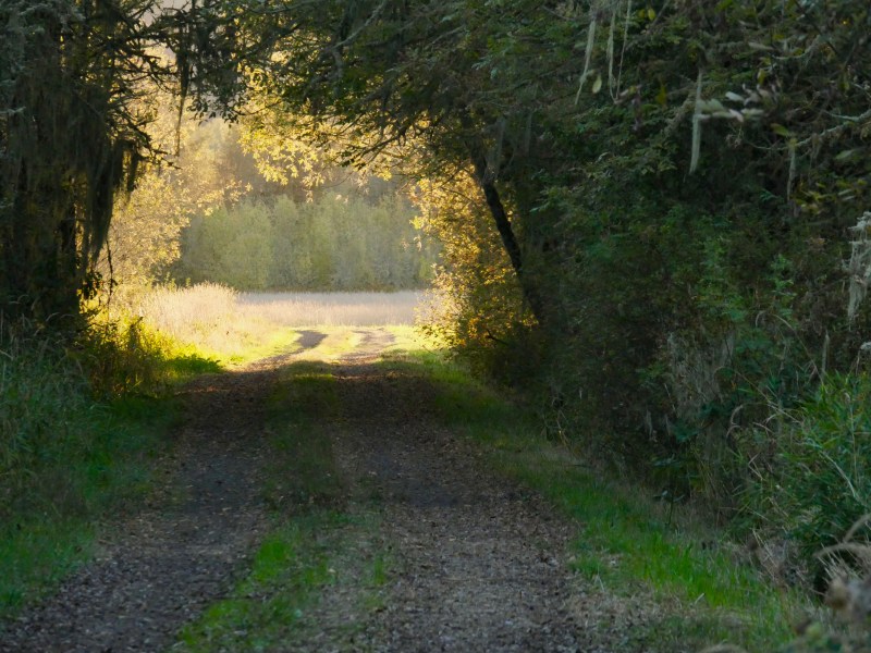 Wooded road leading toward golden field