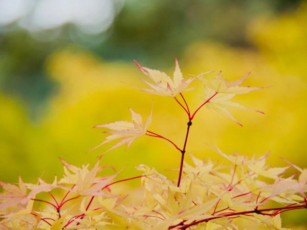 Yellow Japanese maple leaves