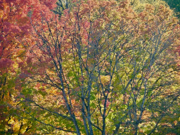 Colorful autumn leaves and tree branches