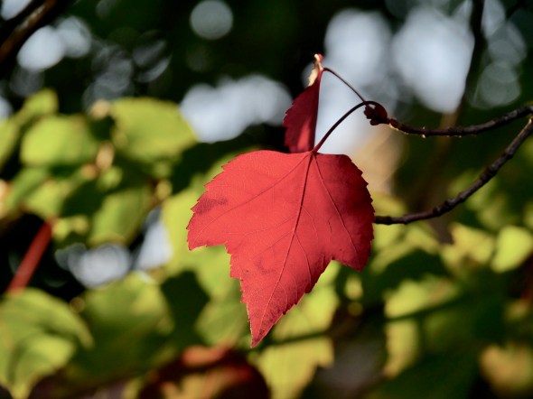 Red Maple Leaf